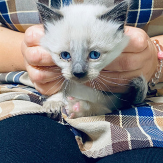 生まれたばかりの子猫　(里親募集)