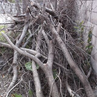 薪用樹木　岡山市北区清輝橋近所で保管中