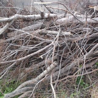 薪用樹木　岡山市北区清輝橋近所で保管中の画像