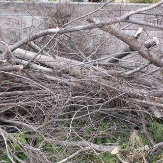 薪用樹木　岡山市北区清輝橋近所で保管中の画像