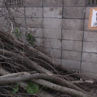 薪用樹木　岡山市北区清輝橋近所で保管中の画像
