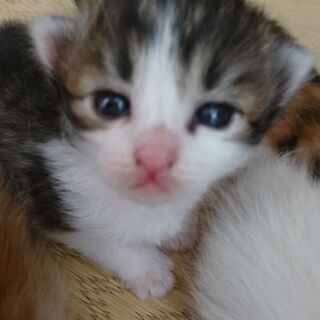 生後1ヶ月の子猫