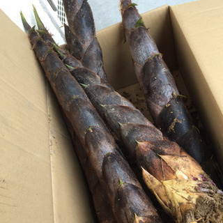 たけのこ1本150円