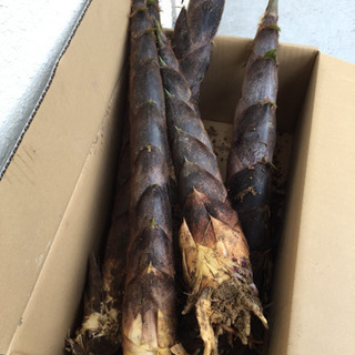 たけのこ1本150円の画像