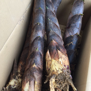 たけのこ1本150円の画像