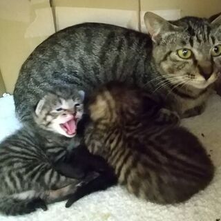 親子４匹で迎えられました、きじとら1才、4/21生子猫と一緒に    