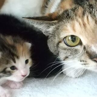 親子三びきで迎えられました！三毛母２才と4/20子猫2匹