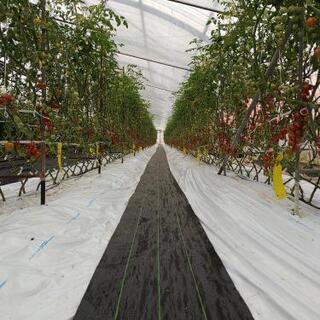 ミニトマト摘み取り体験🍅