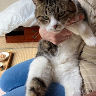 甘えん坊キジ白猫