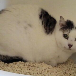 シロから豆大福になりました。気長に見守っていただいてます！