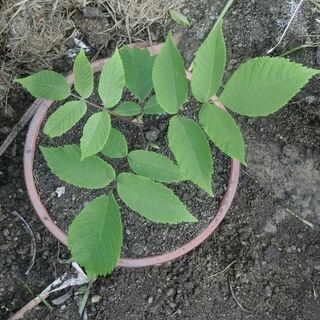 クルミの苗木【胡桃】ナッツ②（野菜や芋との交換も歓迎です）