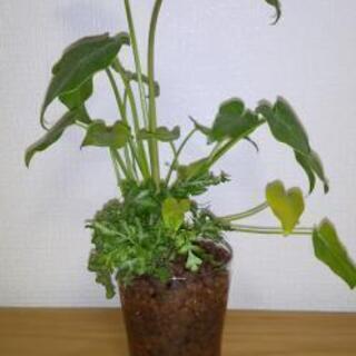ハイドロカルチャーの寄せ植え①
