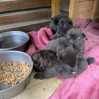 母親は1歳半の甲斐犬ですが父親がわかりません - 里親募集