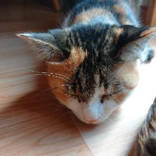 三毛猫