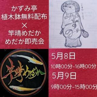 めだかバケツ売り&植木鉢無料配布