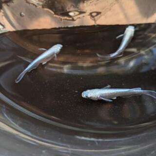 めだかバケツ売り&植木鉢無料配布の画像
