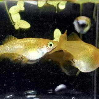 めだかバケツ売り&植木鉢無料配布の画像