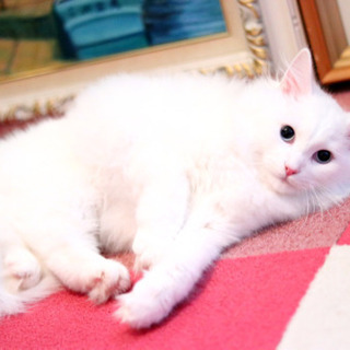 青い瞳のホワイトノルウェージャンフォレストキャット☆ - ペット