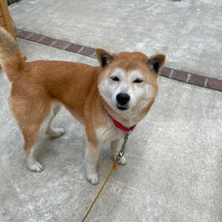 柴犬7歳　里親募集