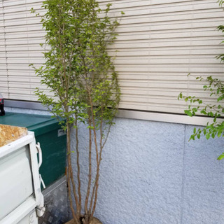 ヒメシャラ　株立　2m前後の画像