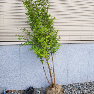 ヒメシャラ　株立　2m前後の画像