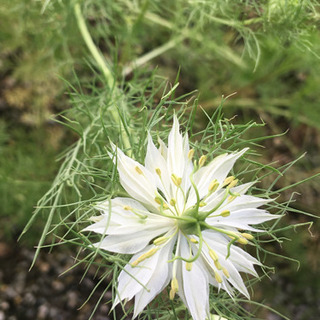 ニゲラの種①　おまけ付き