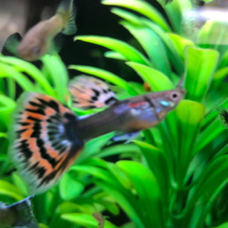 （国産グッピー）オールドファッション　若魚　1ペアの画像