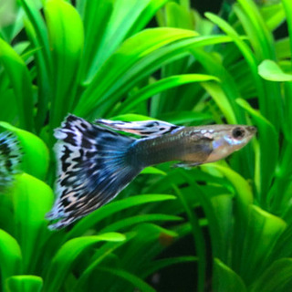 （国産グッピー）オールドファッション　若魚　1ペアの画像