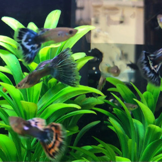 （国産グッピー）オールドファッション　若魚　1ペアの画像