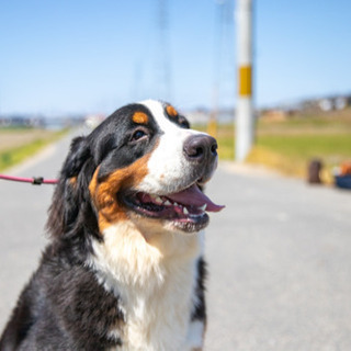 愛犬の写真撮影をして欲しい人