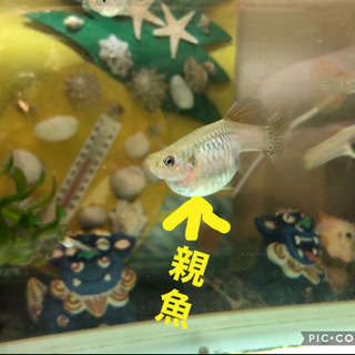 （受渡確定）◆国産グッピー　メタルレッドレース　若魚　3匹　ペア＋メスの画像