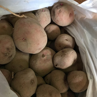 男爵　種芋　500g