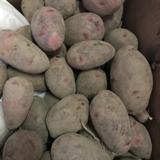 男爵　種芋　500gの画像