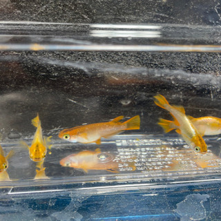 メダカ《琥珀》５匹＋この子達から産まれたF１稚魚も数匹！