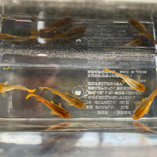 メダカ《琥珀》５匹＋この子達から産まれたF１稚魚も数匹！の画像