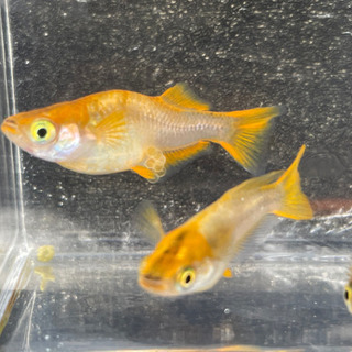 メダカ《琥珀》５匹＋この子達から産まれたF１稚魚も数匹！の画像