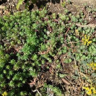 セダム・アジサイ・子宝草・菊・沈丁花どれでも良いです