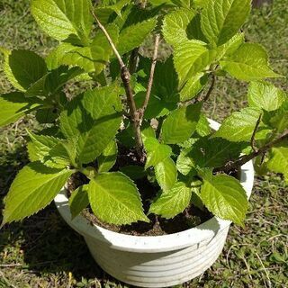 セダム・アジサイ・子宝草・菊・沈丁花どれでも良いですの画像