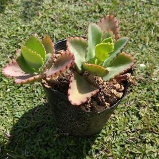 セダム・アジサイ・子宝草・菊・沈丁花どれでも良いですの画像