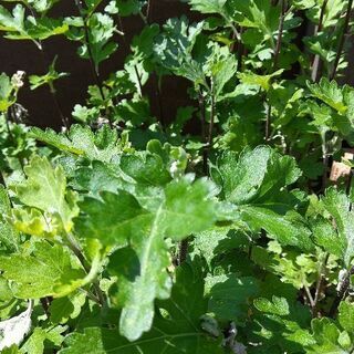 セダム・アジサイ・子宝草・菊・沈丁花どれでも良いですの画像