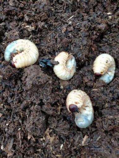カブトムシ幼虫