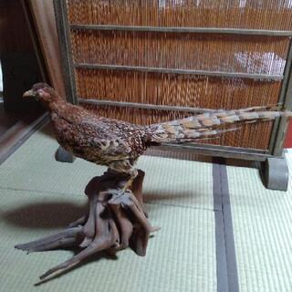 【お譲り先決まりました】キジはく製 