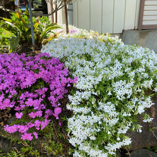芝桜の苗　ください❗️