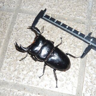 アンタエウス♂単品(インド・ガントク)80mmの画像