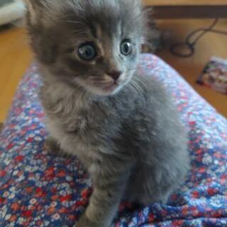 仔猫ちゃん里親募集