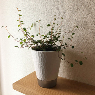 観葉植物　ワイヤープランツ　3号底面給水鉢付き