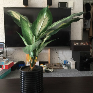 ※お取引完了！フェイクグリーン2点まとめての画像