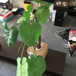 ※お取引完了！フェイクグリーン2点まとめての画像