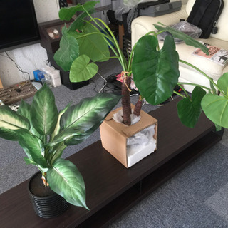 ※お取引完了！フェイクグリーン2点まとめての画像