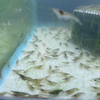 ミナミヌマエビ200匹(＋α)の画像